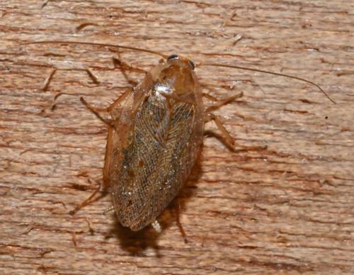 Réf. 316 265 : Ectobius pallidus